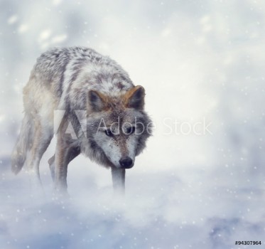 Bild på Wolf In Winter Time